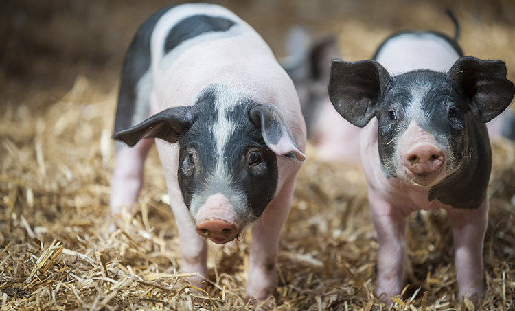 "Live pigs embargo" will be implemented in April, farmers pay attention!