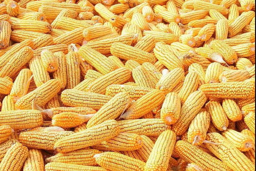 Changes in corn deep processing policy and market trends