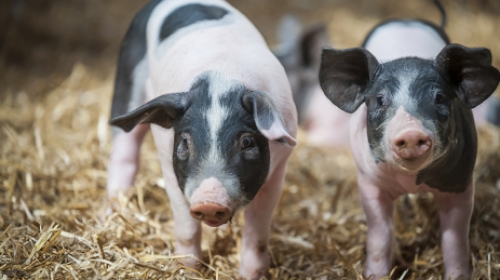 April &quot;live pig embargo order&quot; implemented, farmers pay attention!