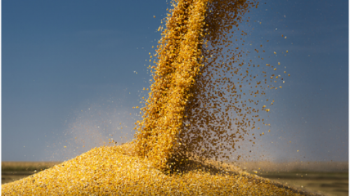 Corn prices break records again! Attention should be paid to the replacement of feed factory